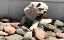 Olde English Bulldogge dogs for sale: Tulip - Image 5