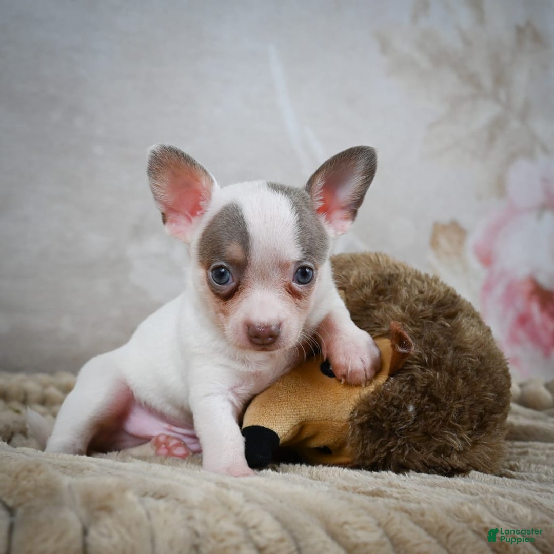 Chihuahua dogs for sale: Tyranus - Image 8