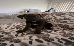 Labrador Retriever dogs for sale: Melody - Image 4