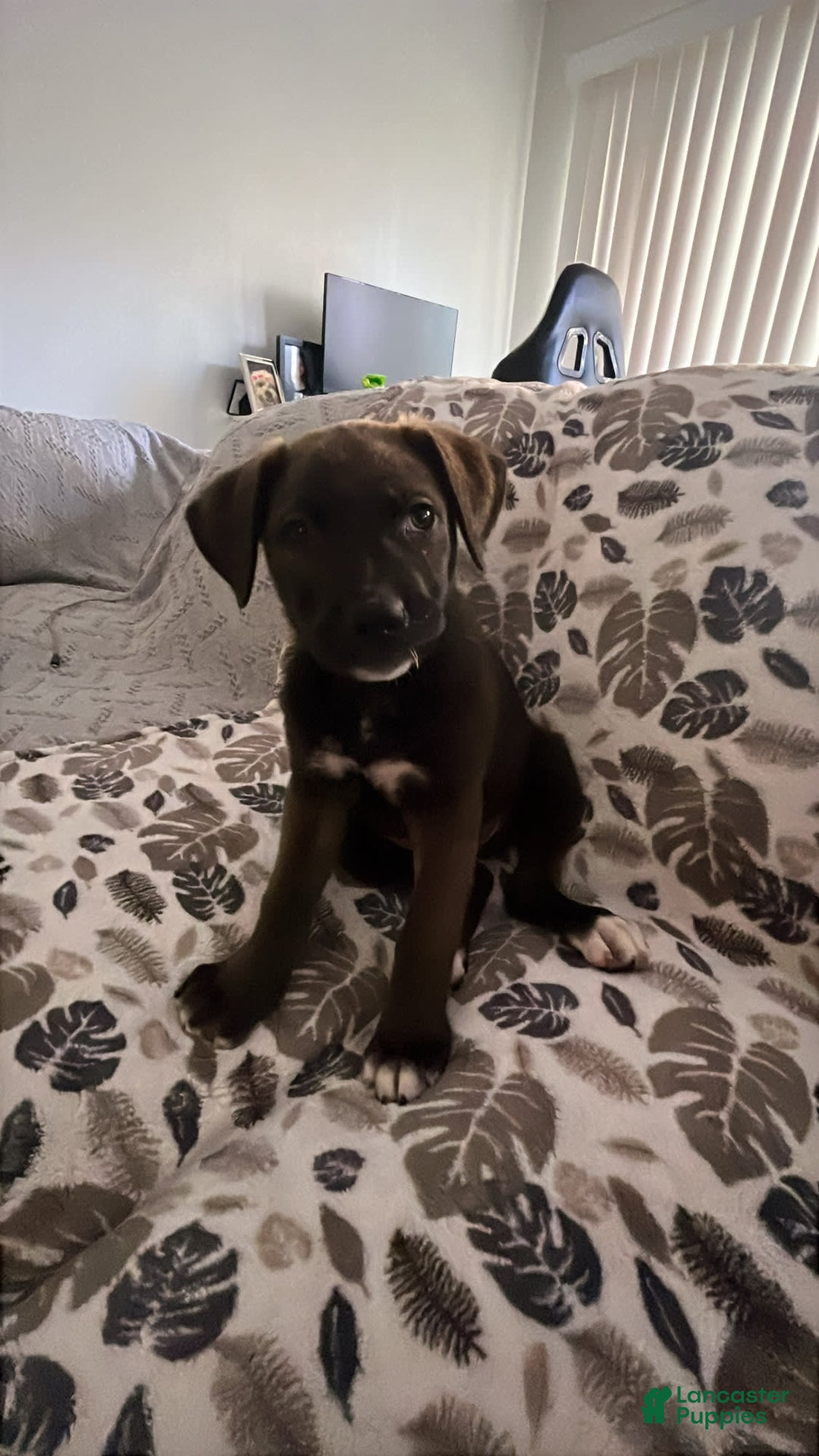 Labrador Retriever dogs for sale: Melody - Image 4