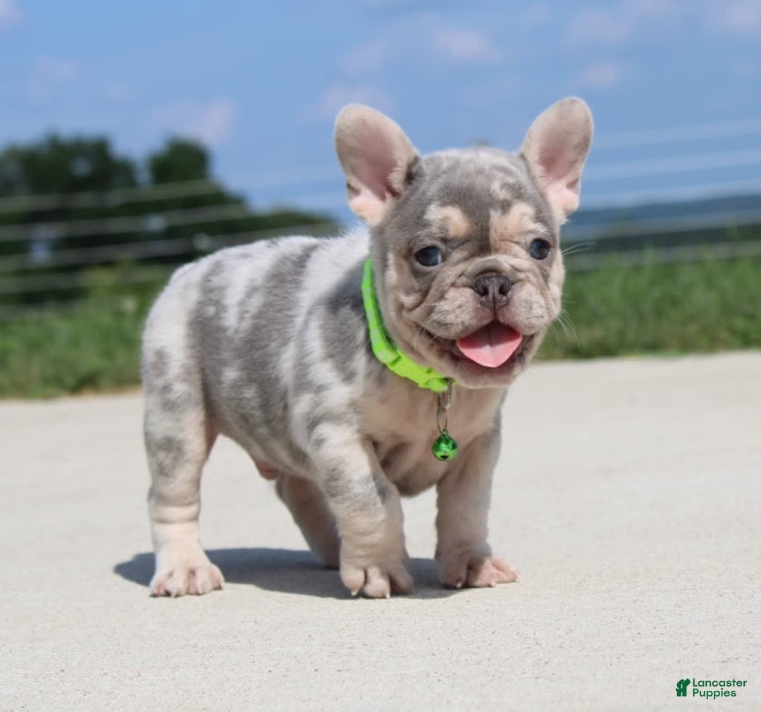 French Bulldog dogs for sale: Bosco - Image 5