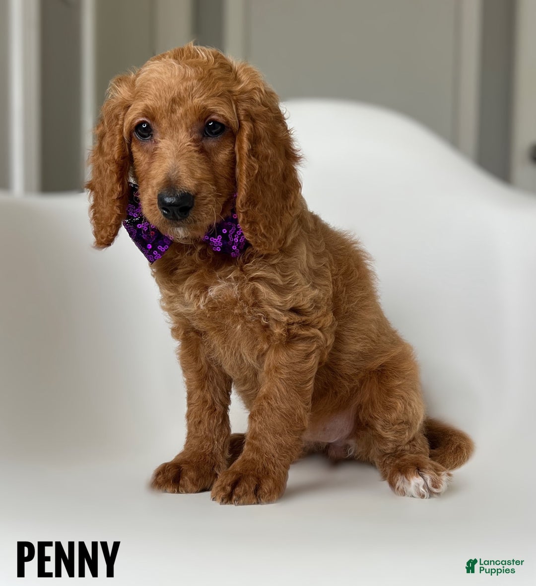 Goldendoodle dogs for sale: Penny Purple Collar - Image 1