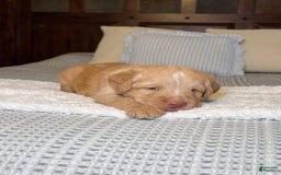 Labradoodle dogs for sale: Cinnamon - Image 3