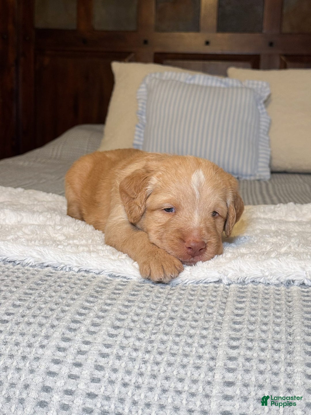 Labradoodle dogs for sale: Cinnamon - Image 3
