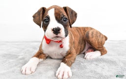 Boxer dogs for sale: Ripley - Image 4