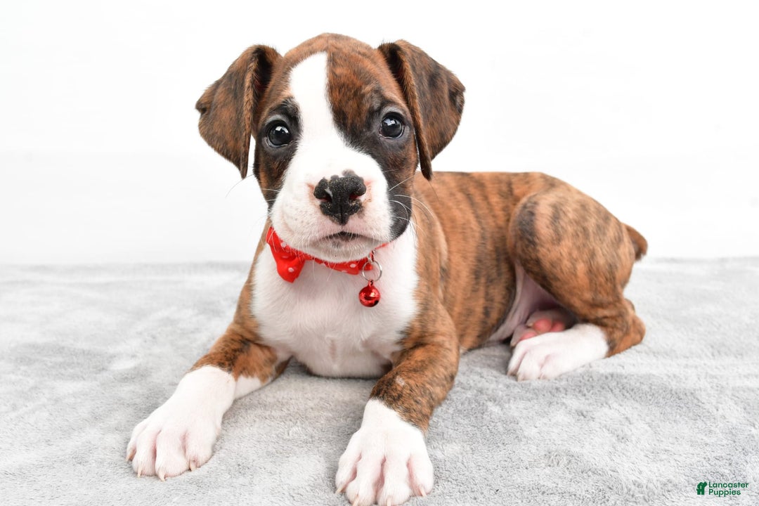 Boxer dogs for sale: Ripley - Image 4