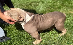 English Bulldog dogs for sale: Ezikel - Image 5