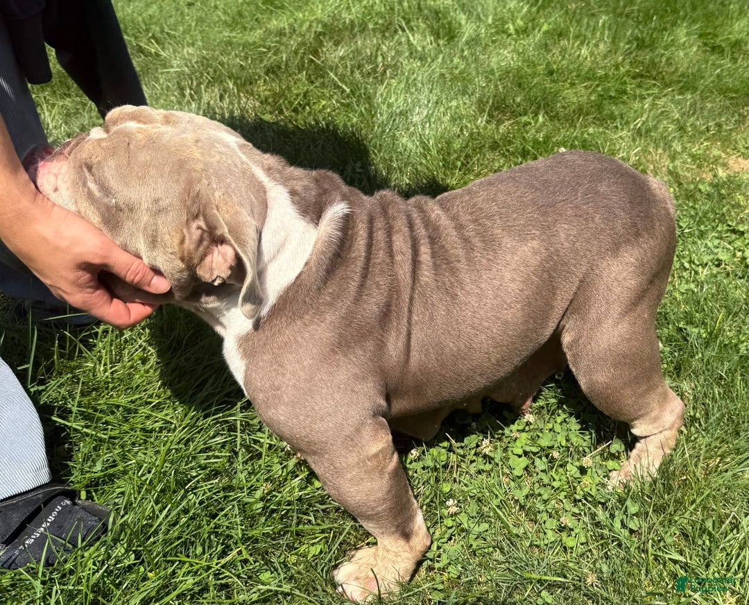 English Bulldog dogs for sale: Ezikel - Image 5
