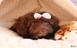 Cockapoo dogs for sale: Barb - Image 6