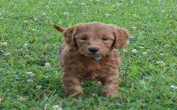Mini Goldendoodle dogs for sale: Alfonso - Image 3