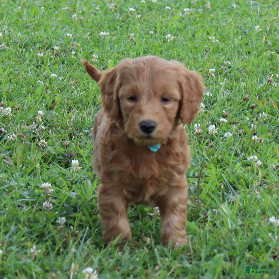 Mini Goldendoodle dogs for sale: Alfonso - Image 3