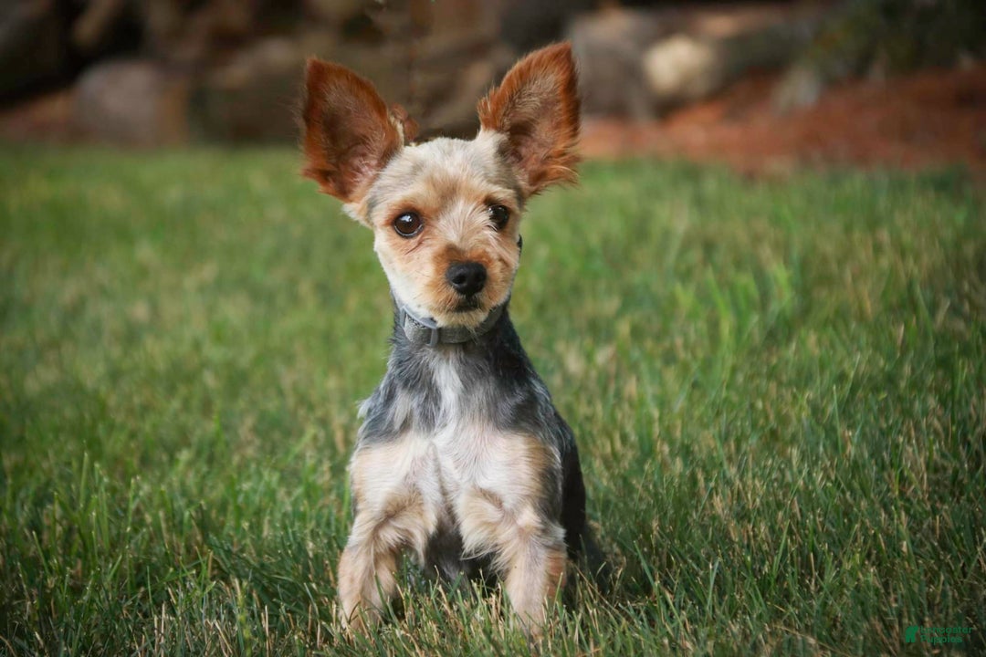 Morkie dogs for sale: Skipper - Image 25