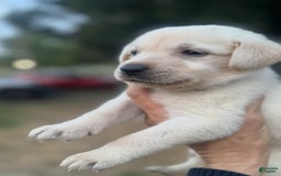 Labrador Retriever dogs for sale: Frost - Image 7