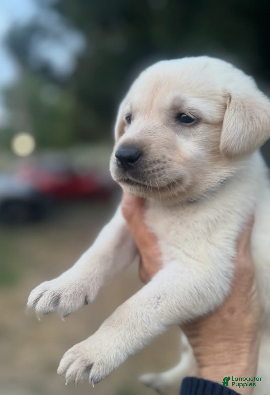 Labrador Retriever dogs for sale: Frost - Image 7