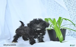 Mini Goldendoodle dogs for sale: Karter - Image 2