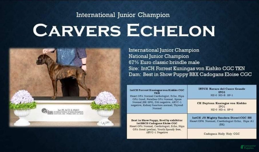 Boxer dogs for sale: Brady European Boxer health tested - Listing for pets: Beautiful European Health Tested Parents, Brady European Boxer health tested, Cream De Coco, Lilly European - Image 9