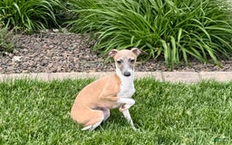 Italian Greyhound dogs for sale: Gerald - Image 6