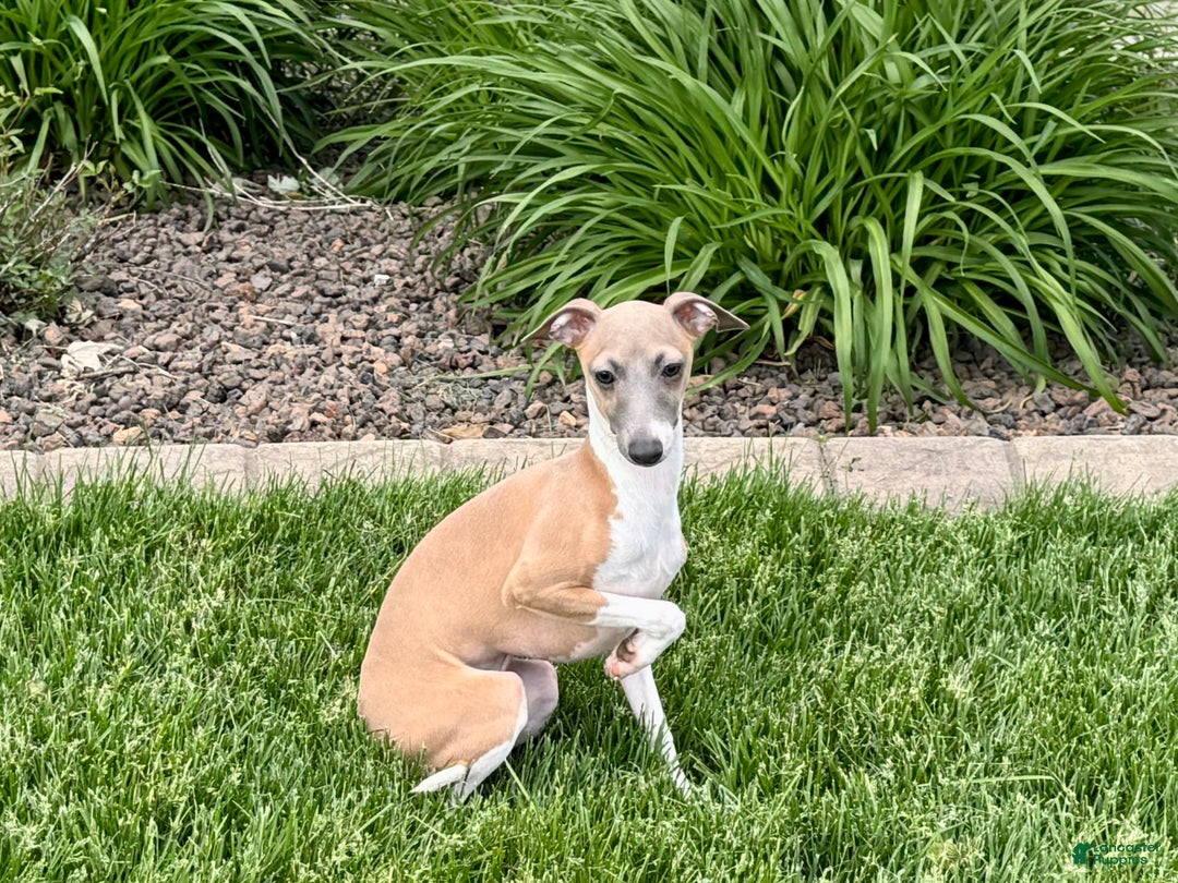 Italian Greyhound dogs for sale: Gerald - Image 6