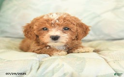 Miniature Poodle dogs for sale: Theodore - Image 4