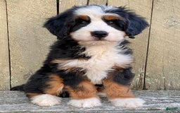 Mini Bernedoodle dogs for sale: 💛 Boston Ma 💛 Mini Bernedoodle - Image 12