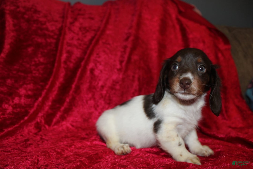 Miniature Dachshund dogs for sale: Chloe Mini - Image 10