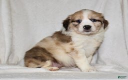 Australian Shepherd dogs for sale: Sandy - Image 1