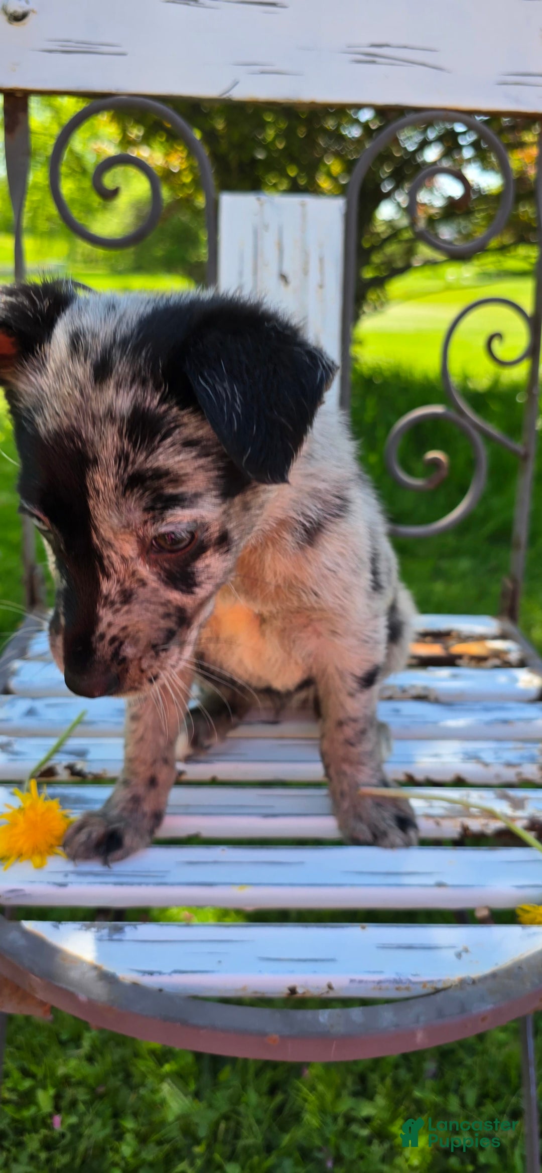 Labrador Retriever dogs for sale: Gal - Image 4