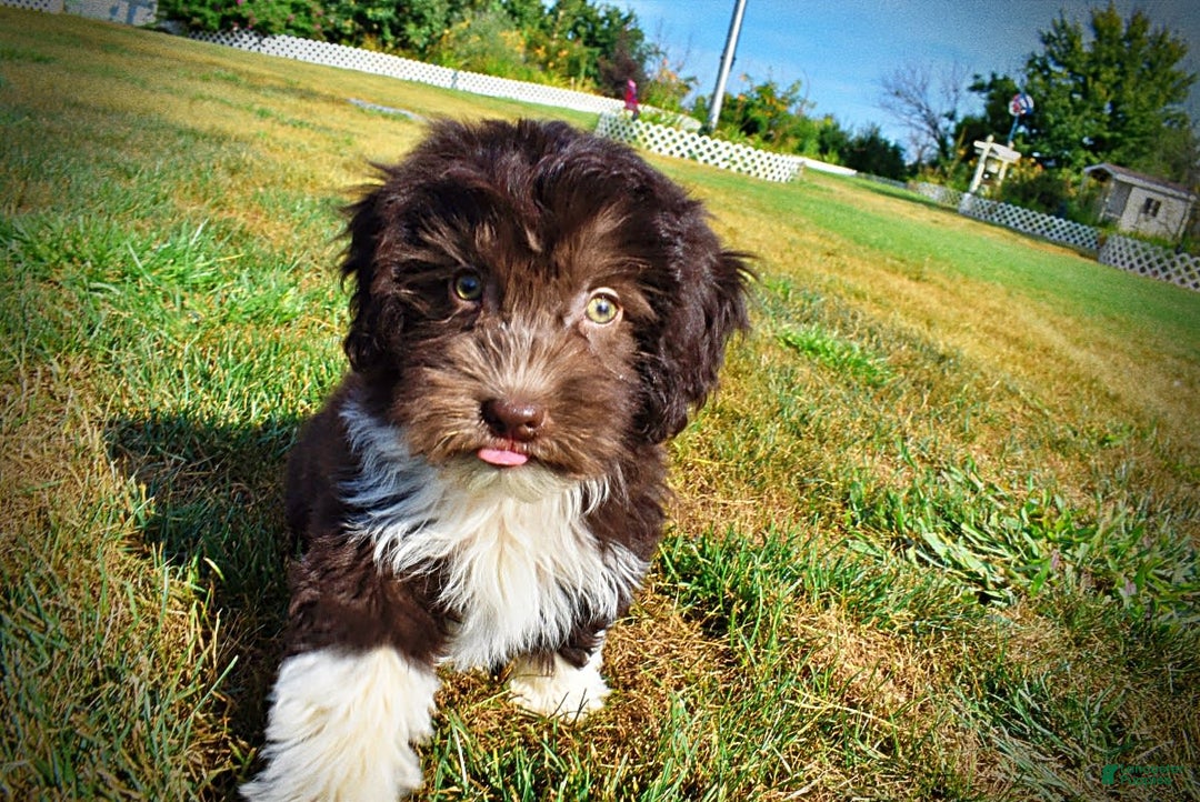 Havapoo dogs for sale: Hammie - Image 3