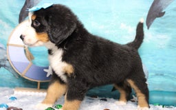 Bernese Mountain Dog dogs for sale: Pebbles - Image 36