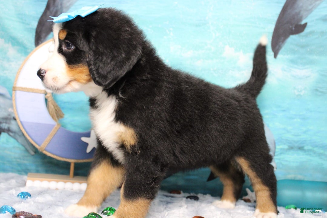 Bernese Mountain Dog dogs for sale: Pebbles - Image 36
