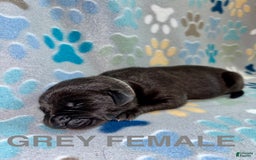 Great Dane dogs for sale: Grey - Image 1