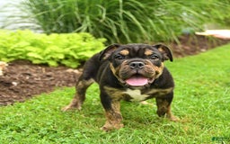 English Bulldog dogs for sale: Teddy - Image 5