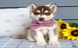 Siberian Husky dogs for sale: Cooper - Image 4