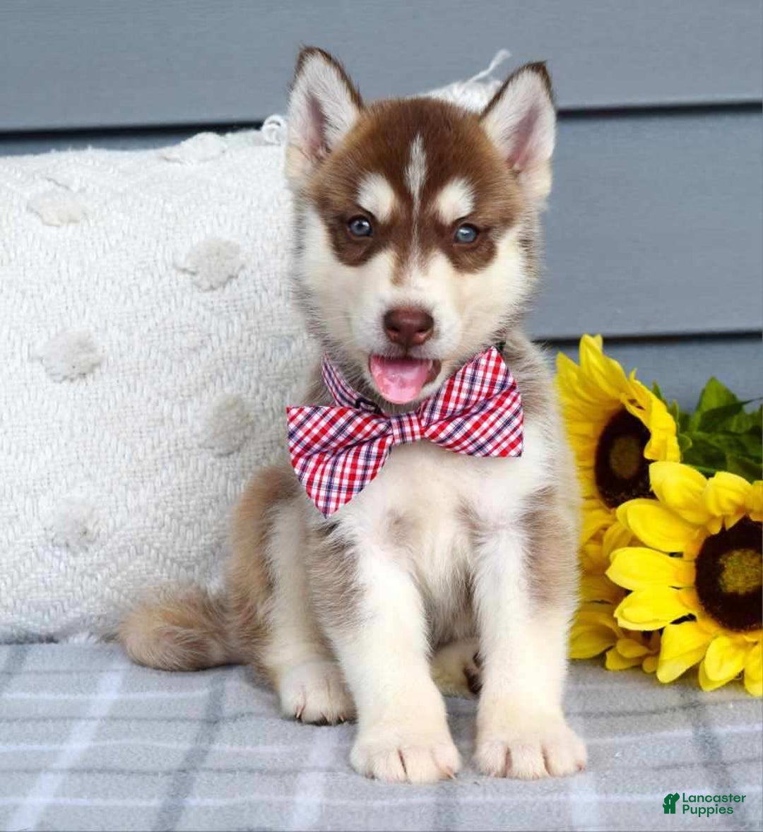 Siberian Husky dogs for sale: Cooper - Image 4