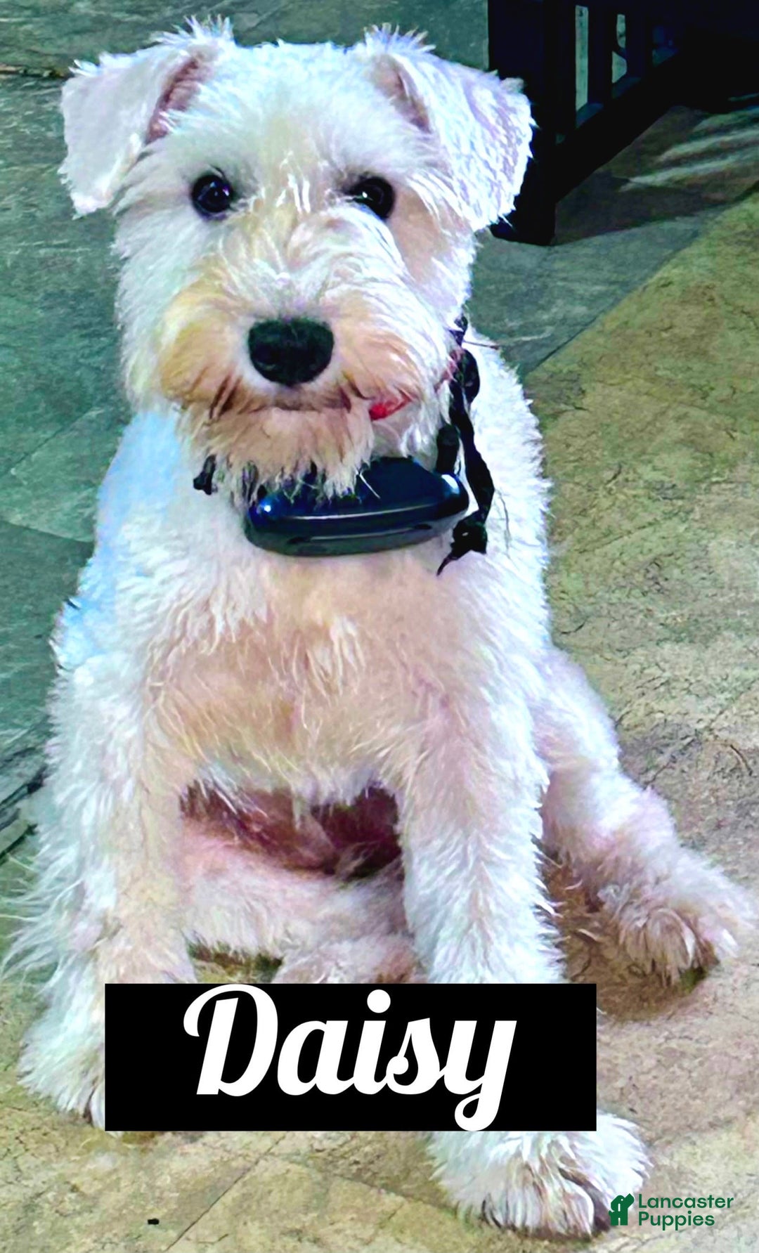 Miniature Schnauzer dogs for sale: Cooper - Image 12