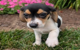 Beagle dogs for sale: Chocolate - Image 3