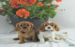 Cavalier King Charles Spaniel dogs for sale: Stella - Image 4