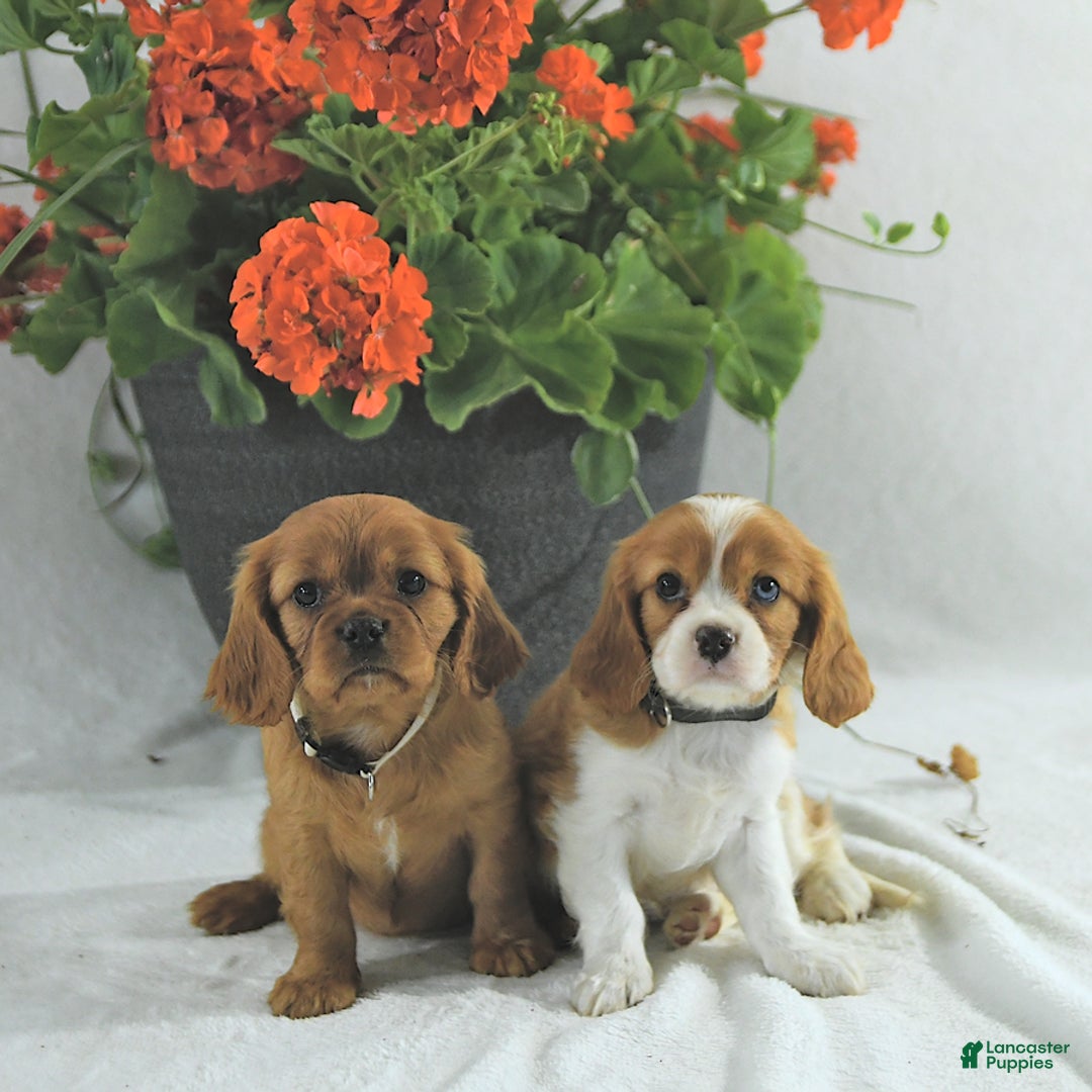 Cavalier King Charles Spaniel dogs for sale: Stella - Image 4