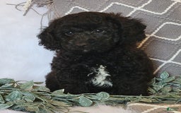 Cockapoo dogs for sale: Winston - Image 5