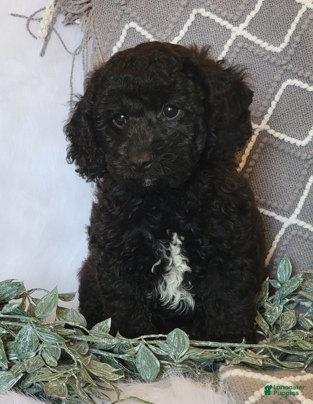 Cockapoo dogs for sale: Winston - Image 5