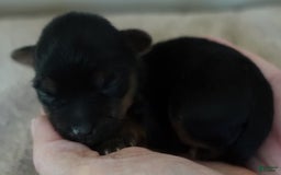 Yorkshire Terrier dogs for sale: Dodge - Image 9