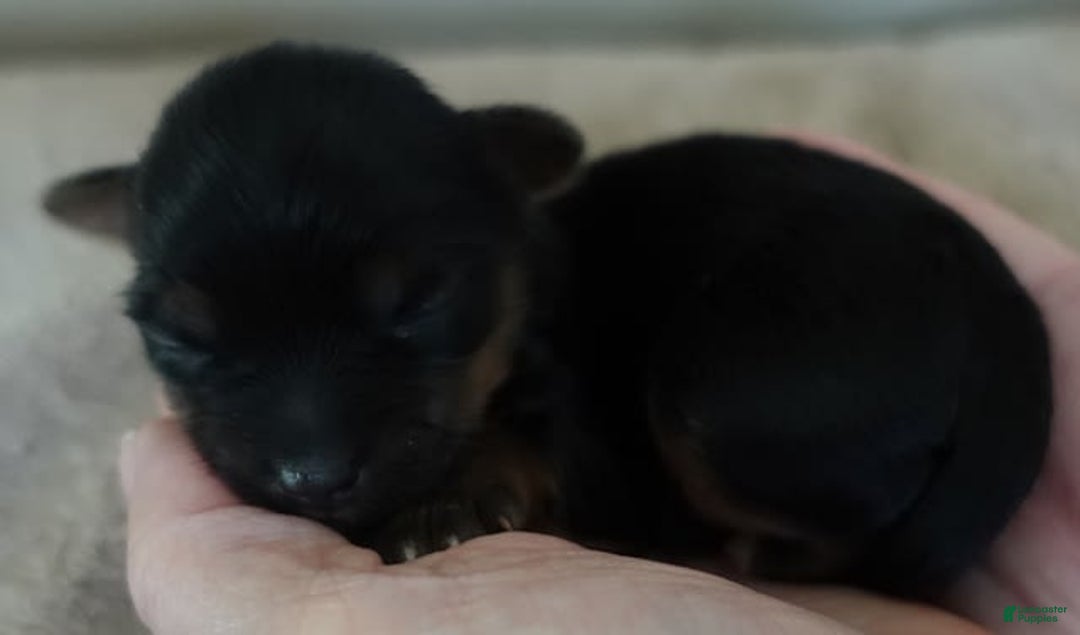 Yorkshire Terrier dogs for sale: Dodge - Image 9