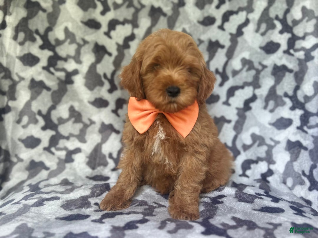 Cockapoo dogs for sale: Niko - Image 6