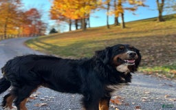 Bernese Mountain Dog dogs for sale: Stella - Image 6