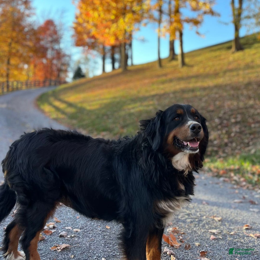 Bernese Mountain Dog dogs for sale: Stella - Image 6