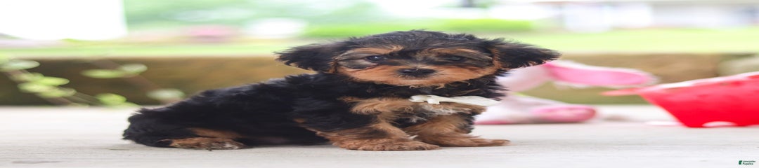 Scout