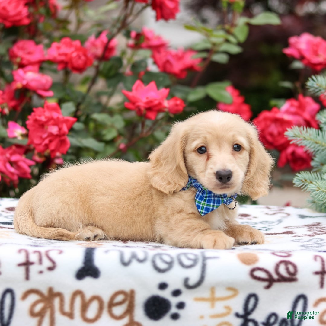 Miniature Dachshund dogs for sale: Parker - Image 1