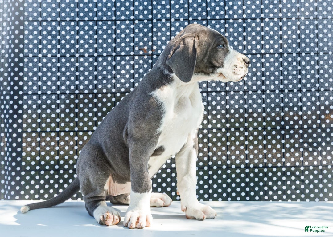 Great Dane dogs for sale: Missy - Image 9