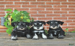 Miniature Schnauzer dogs for sale: Hellen Champion Blood - Image 4