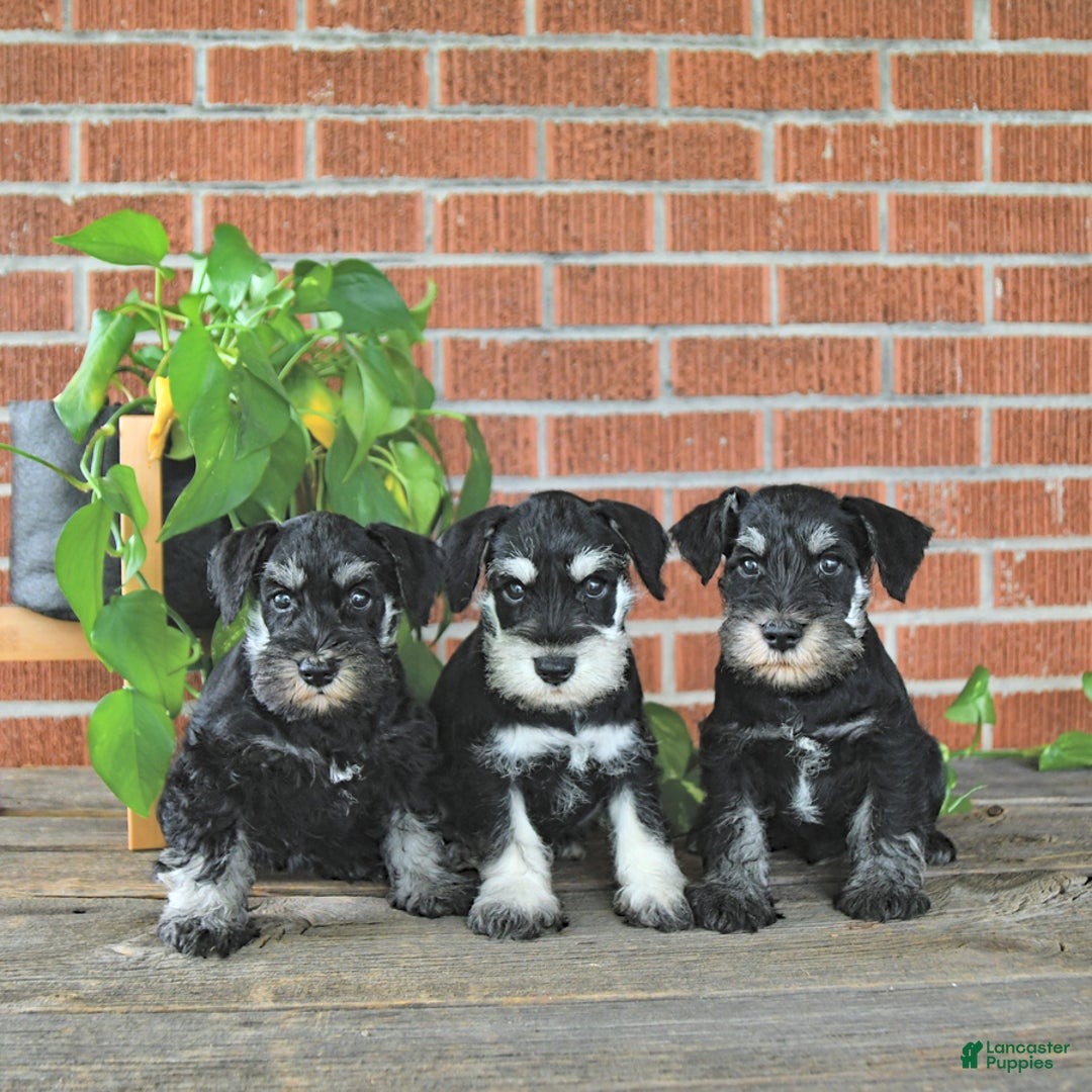 Miniature Schnauzer dogs for sale: Hellen Champion Blood - Image 4